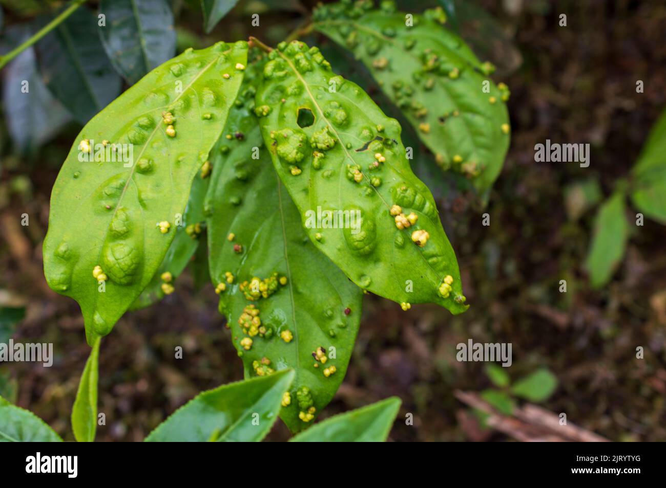 Infectious plant diseases are caused by living agents or pathogens. Here are some infected green leaves in focus. Stock Photo