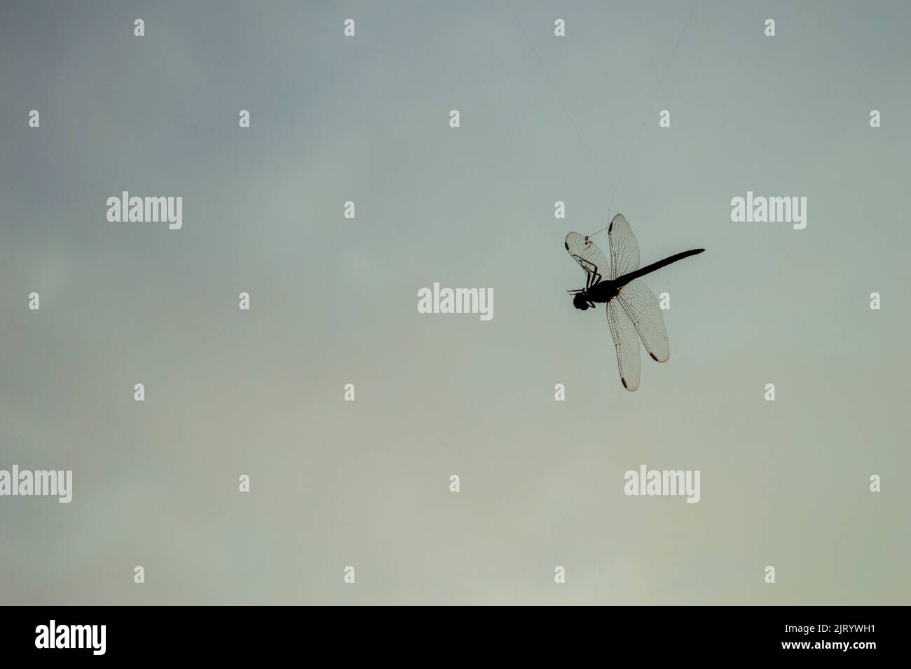 Dragonfly is a flying insect that indicates good luck, prosperity