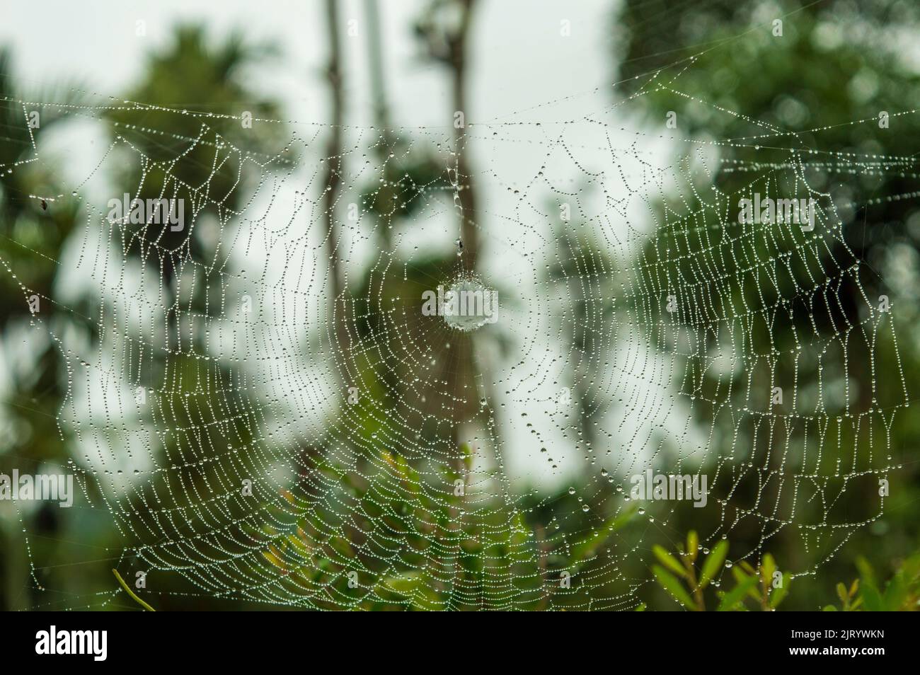 Spiders build webs specifically to trap and catch insects to eat. They