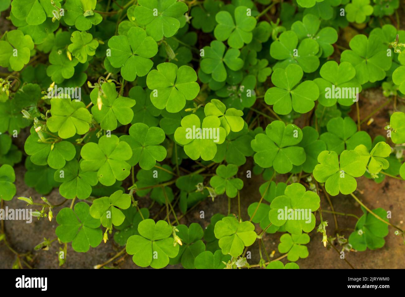 Yellow wood sorrel is a medium sized creeping herb weed also known as sour grass because its leaves have a mildly sour taste. It is used topically Stock Photo