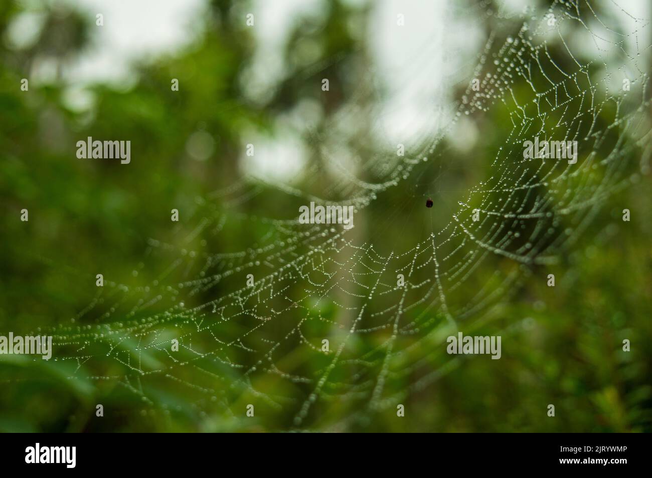 Spiders build webs specifically to trap and catch insects to eat. They are made up of silk