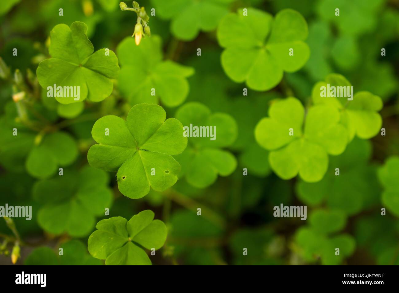 Yellow wood sorrel is a medium sized creeping herb weed also known as