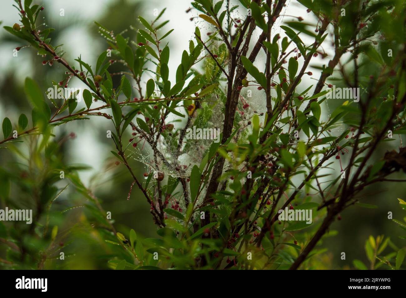 A living fence is typically a row of bushy shrubs or trees growing