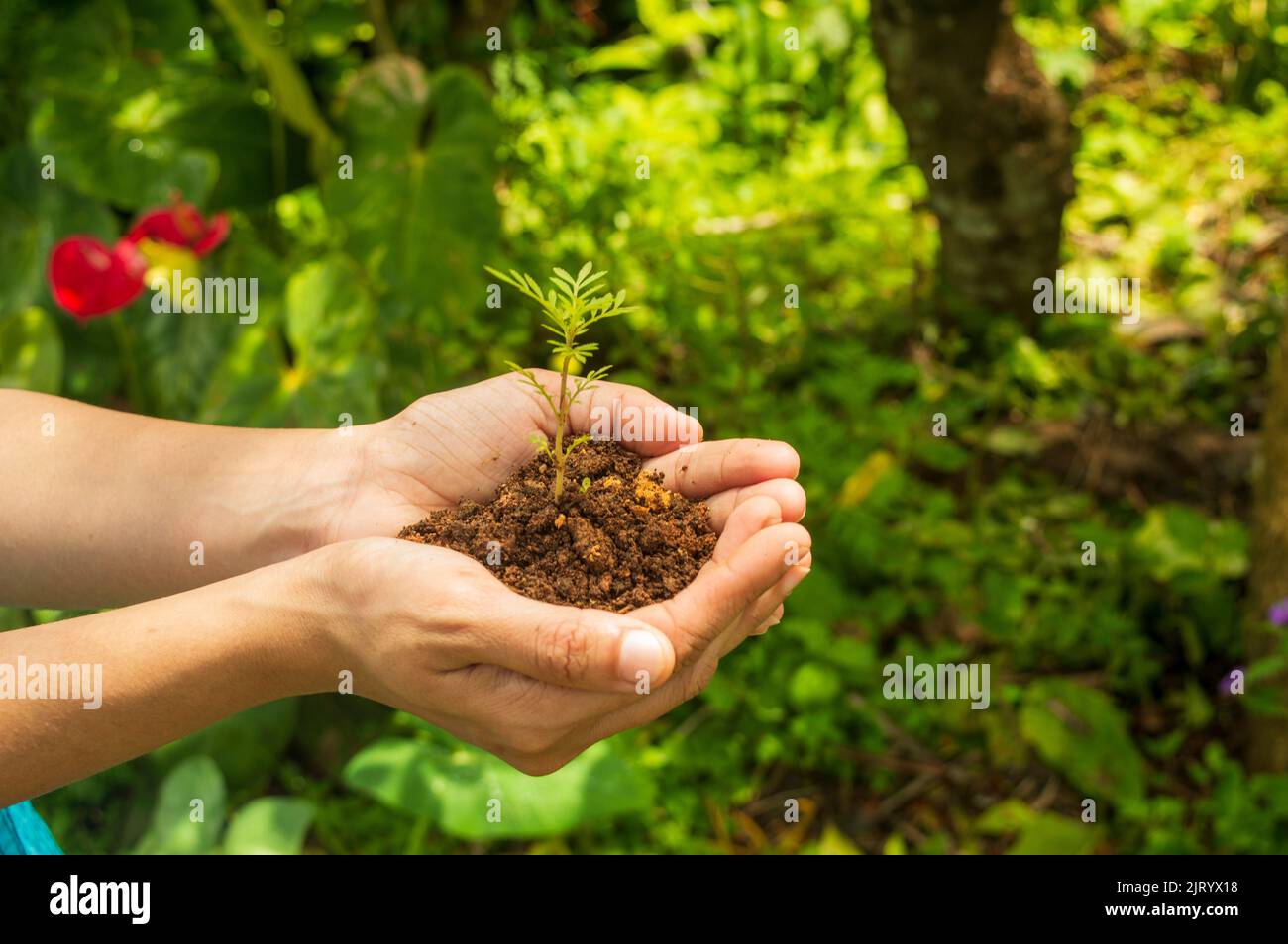 A seedling is a young plant developing out of a plant embryo from a seed. Seedling development starts with germination of the seed. Stock Photo