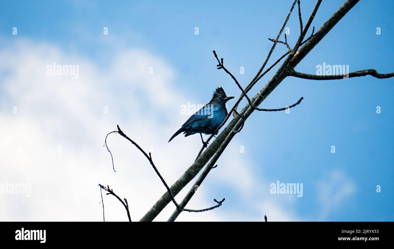 A Blue jay on a tree branch Stock Photo