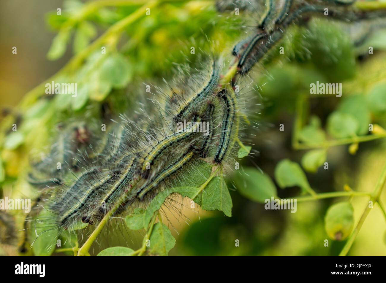 Caterpillars feed by chewing plants. Most common are those that consume leaves and needles. Here