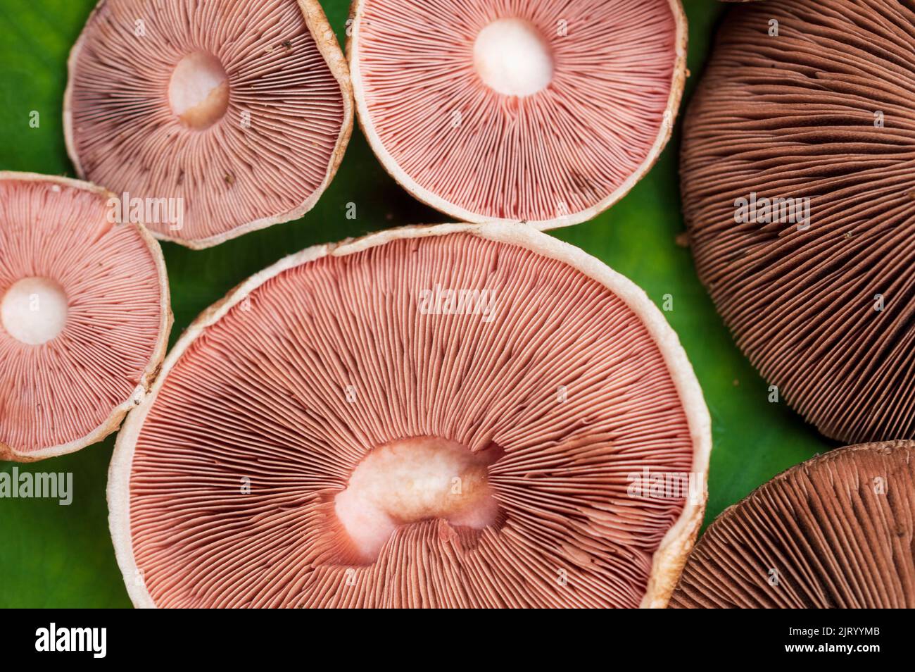 A mushroom is the fleshy, spore bearing fruiting body of a fungus