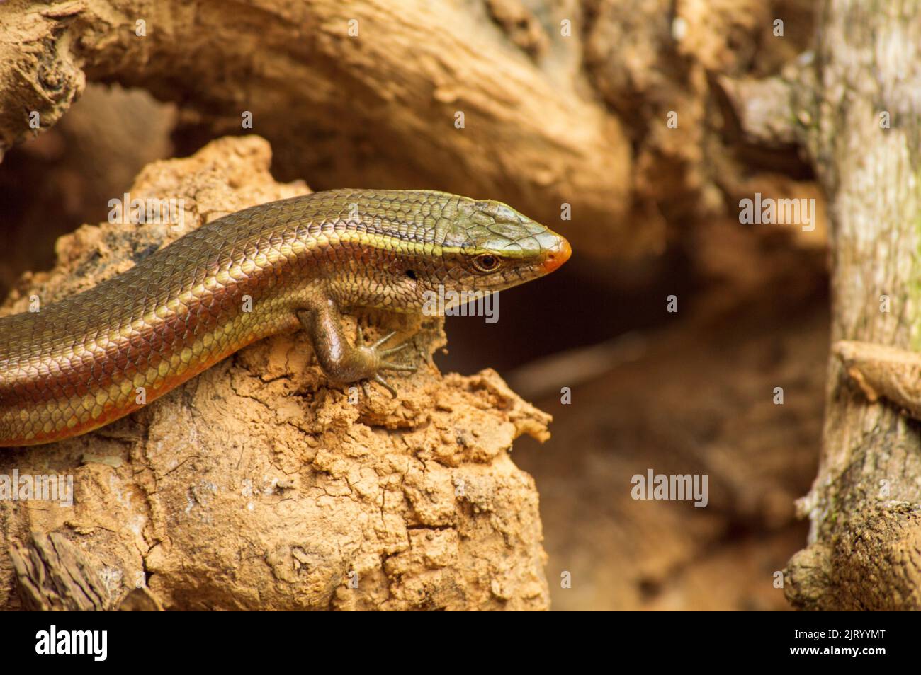 Lizards are a widespread group of reptiles which are cold blooded