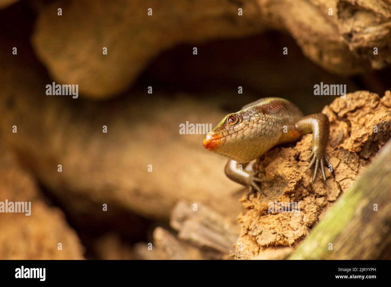 Lizards are a widespread group of reptiles which are cold blooded animals. Here is a lizard on with forming a beautiful background. Stock Photo