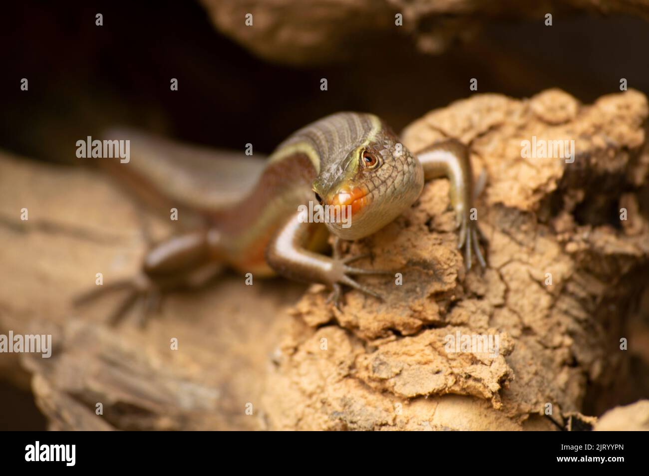 Lizards are a widespread group of reptiles which are cold blooded animals. Here is a lizard on with forming a beautiful background. Stock Photo
