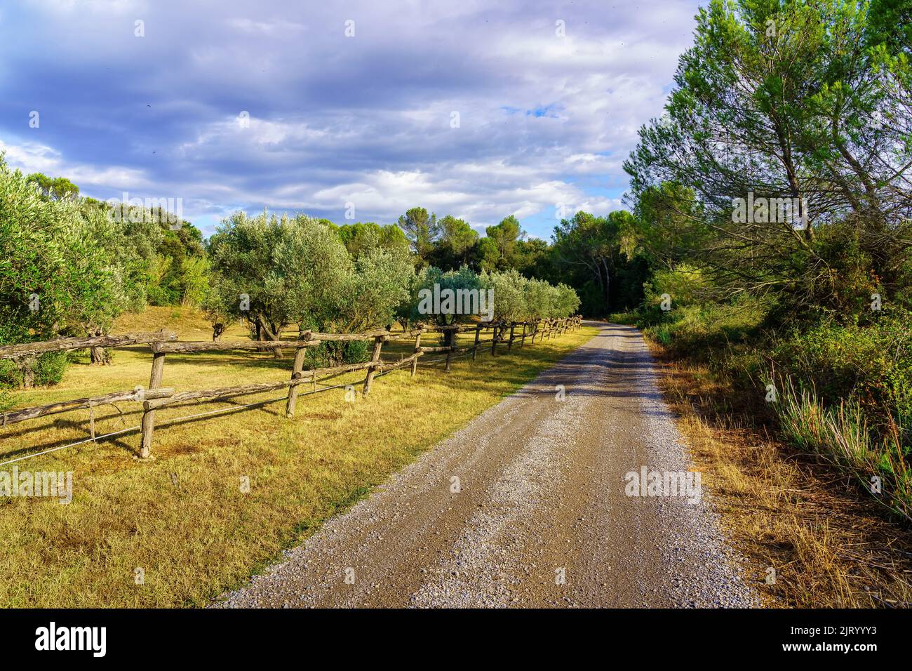 Dirt road between olive groves on a cloudy day at sunset. Stock Photo
