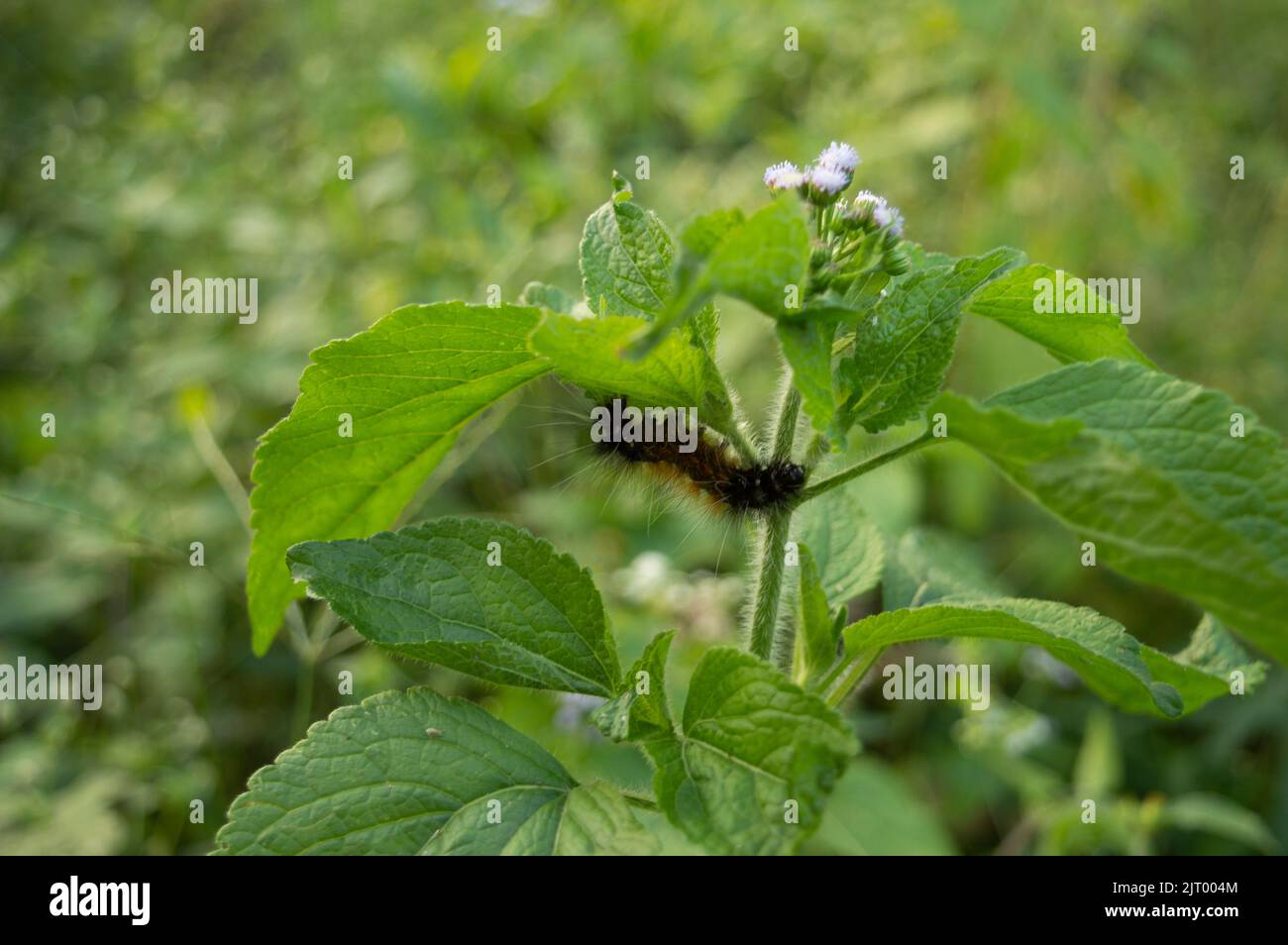 Caterpillars feed by chewing plants. Most common are those that consume