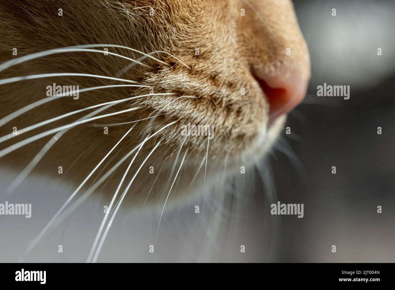 A Selective Focus Macro View Side Of Cat Whiskers With A Lovely Nose a-selective-focus-macro-view-side-of-cat-whiskers-with-a-lovely-nose