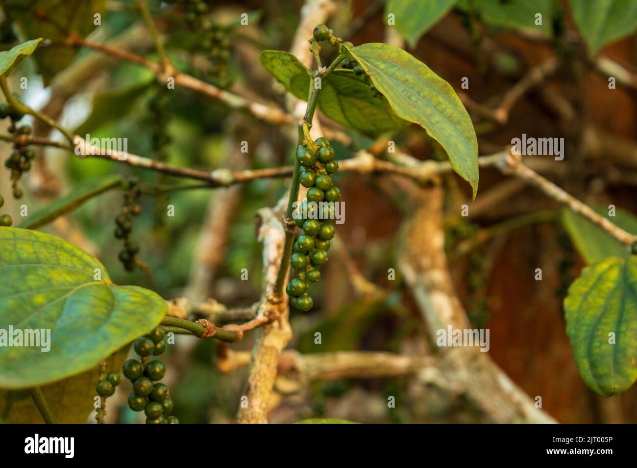 Black pepper is a flowering vine cultivated for its fruit known as peppercorn which is usually