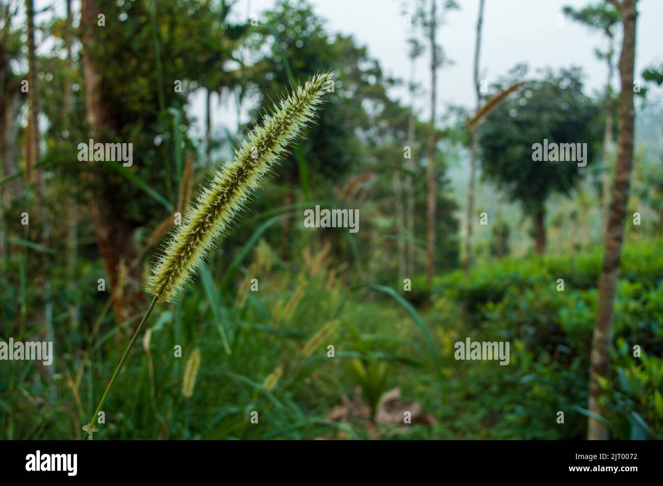 Inflorescence is a flowering plant a cluster of flowers on a branch or