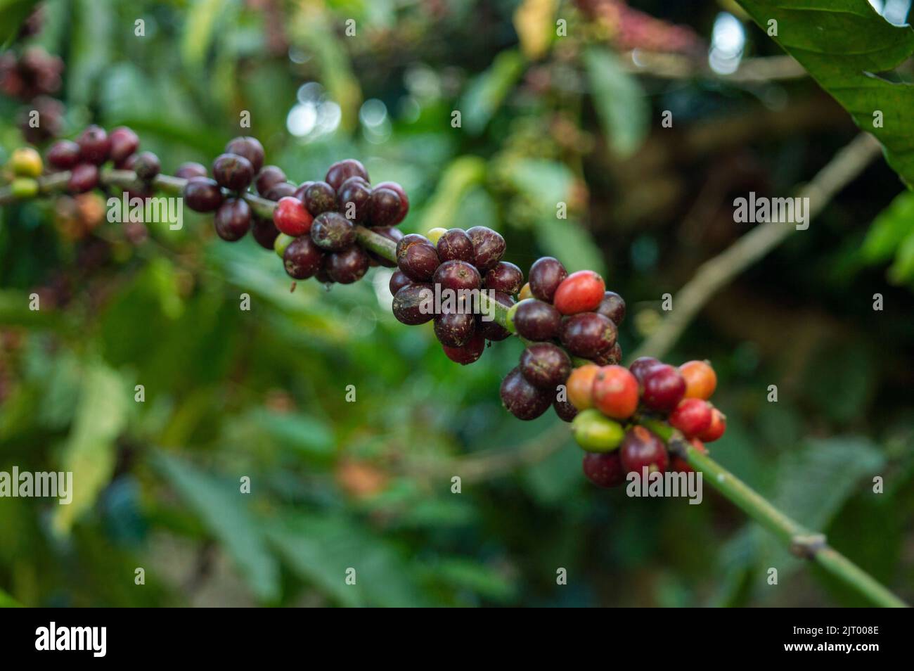 Coffee is a brewed drink prepared from red coffee berries. Here is