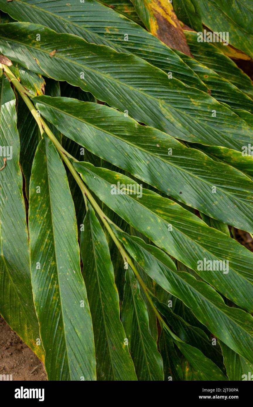 Cardamom leaves is one of the oldest and most expensive spices in the ...