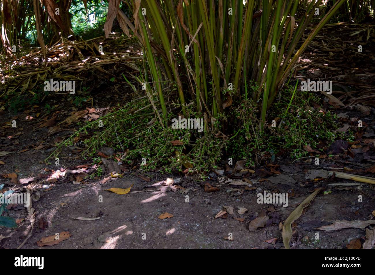 Green cardamom is good to lower the blood pressure, improve breathing