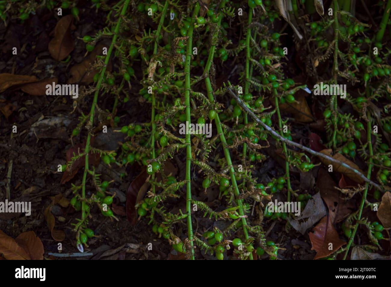 Green cardamom is good to lower the blood pressure, improve breathing