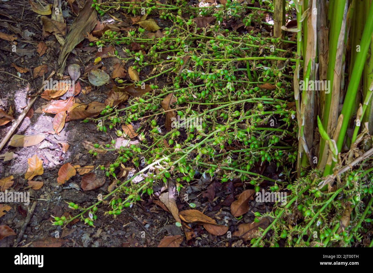 Green cardamom is good to lower the blood pressure, improve breathing