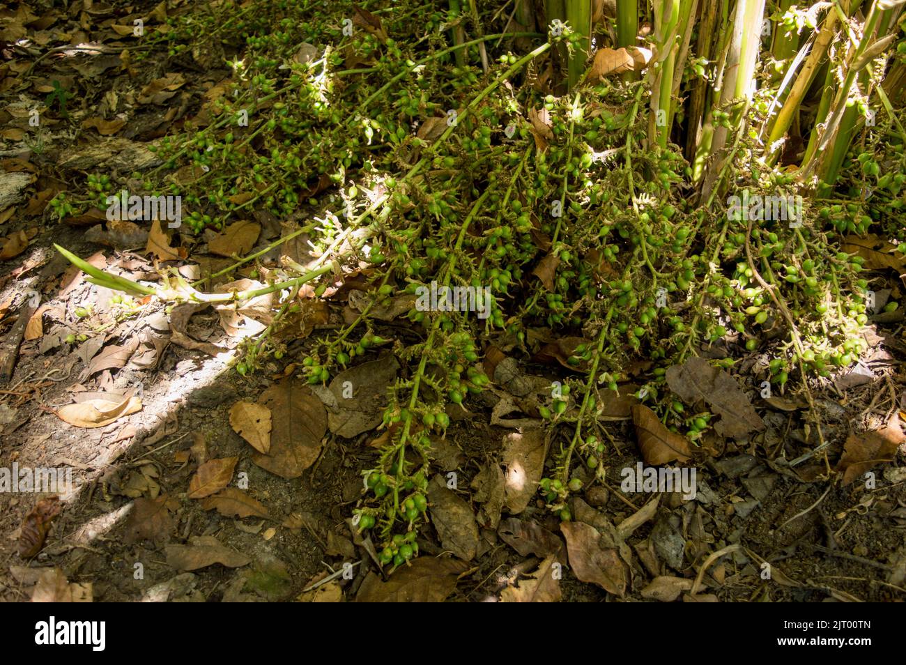Green cardamom is good to lower the blood pressure, improve breathing