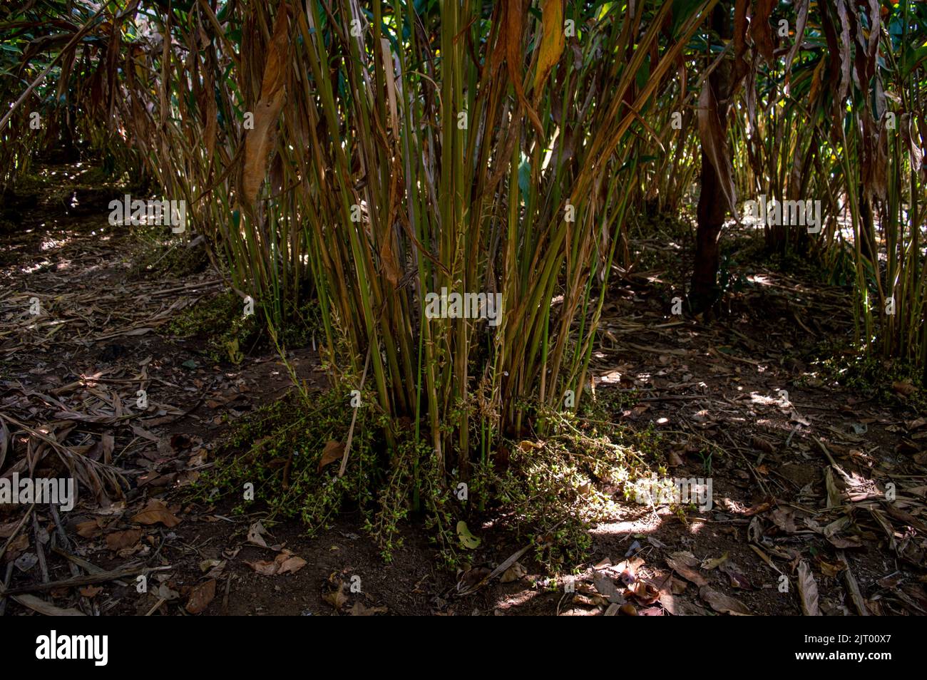 Green cardamom is good to lower the blood pressure, improve breathing