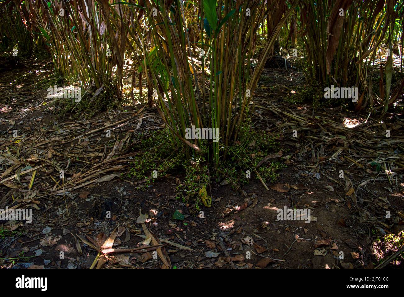 Green cardamom is good to lower the blood pressure, improve breathing