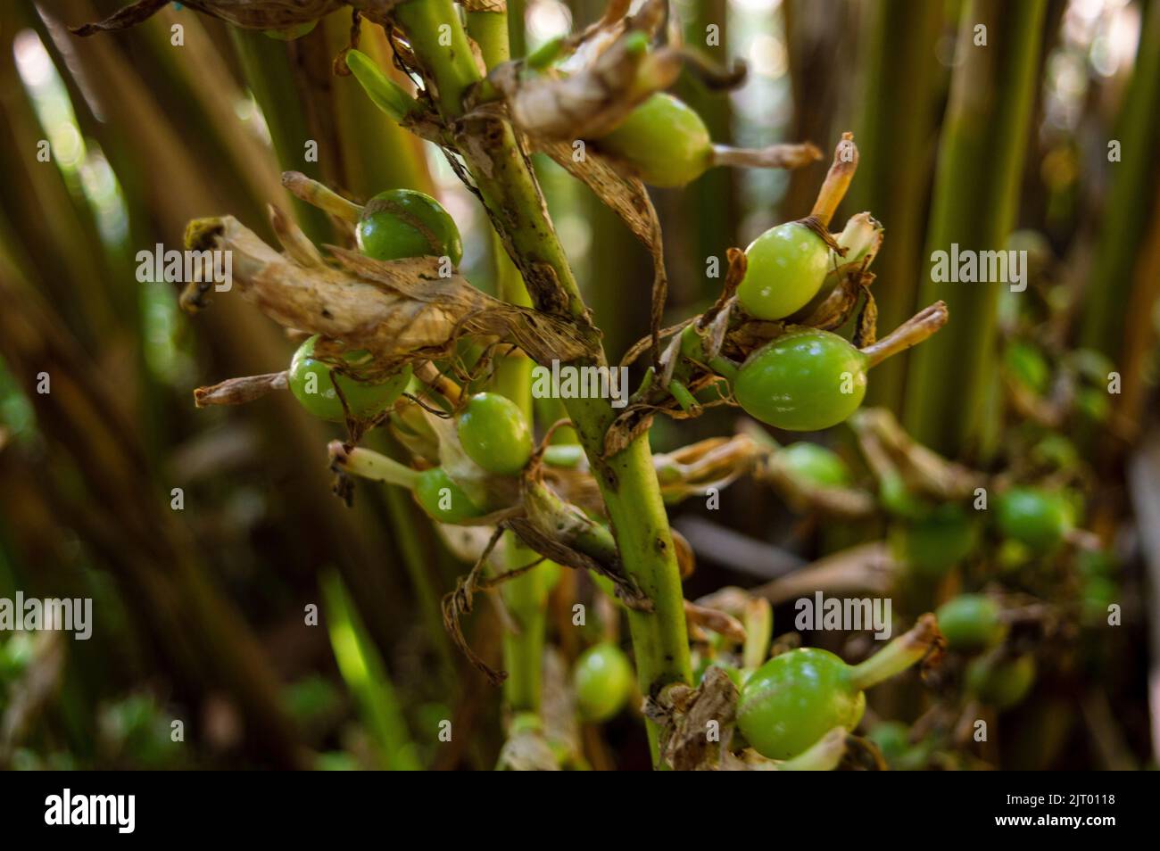 Green cardamom is good to lower the blood pressure, improve breathing