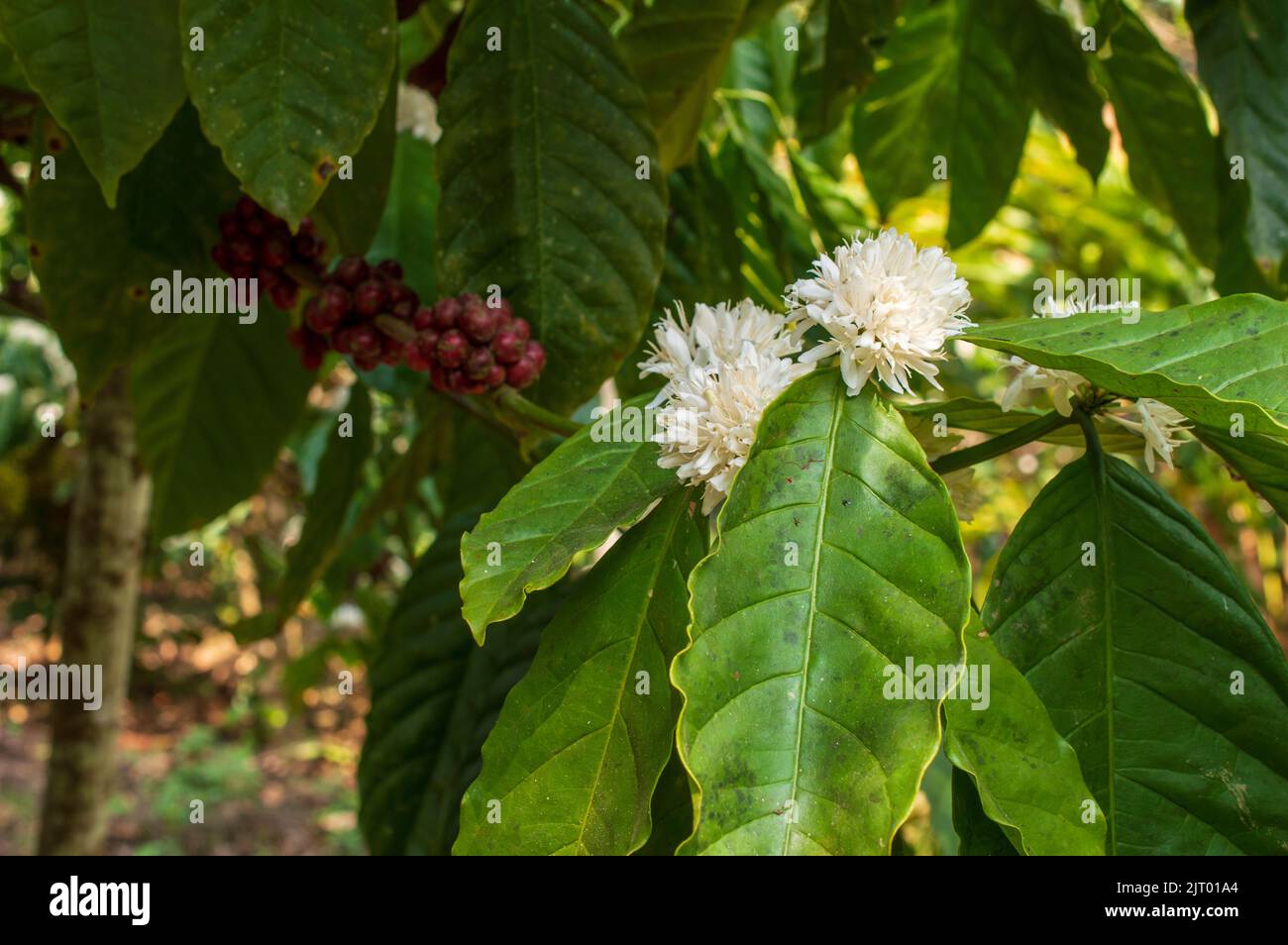 Small, fragrant white blossoms will grow where the leaves and branches