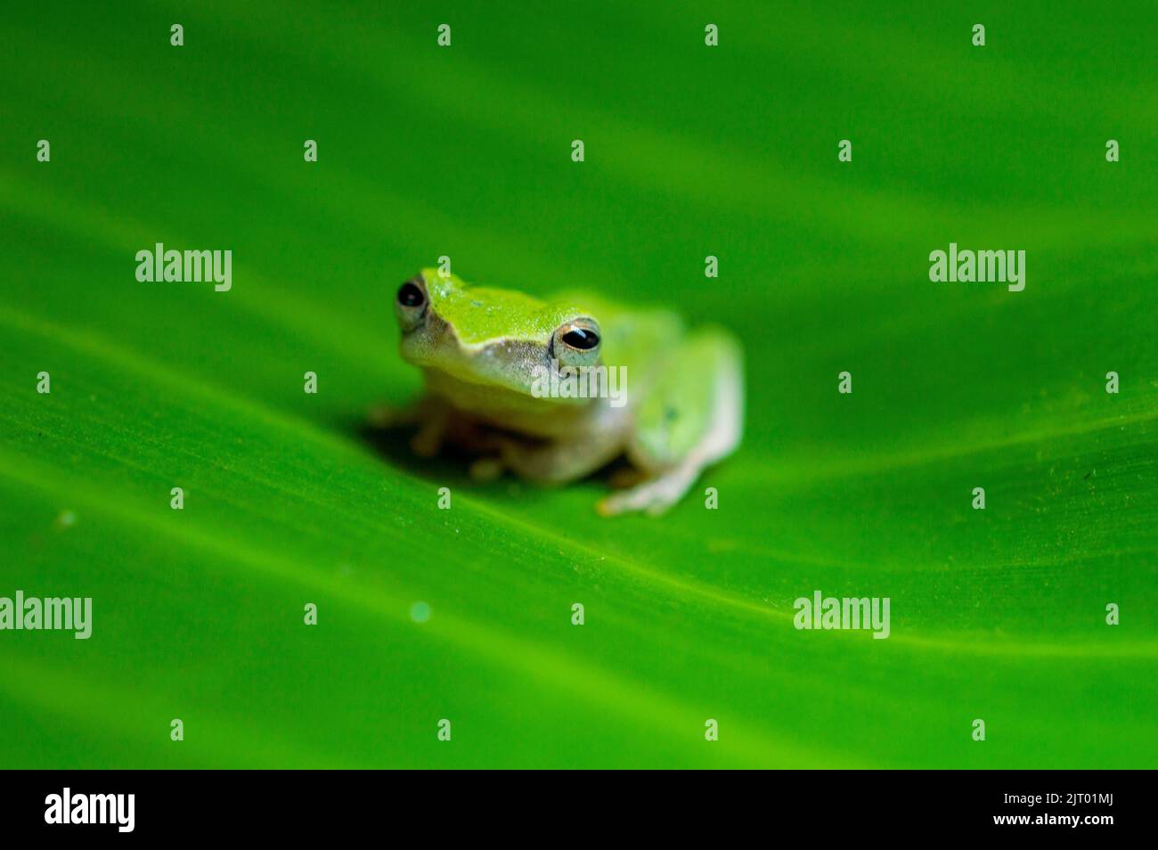 The green frog is a very symbolic animal and is widely considered to be