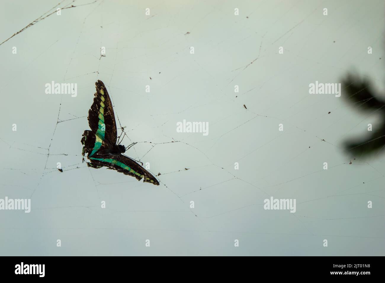 Butterflies are insects with transparent wings that use their feet to