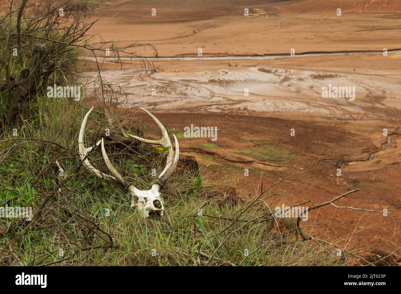 Deer antlers are made of bones that grow and shed every year. They are