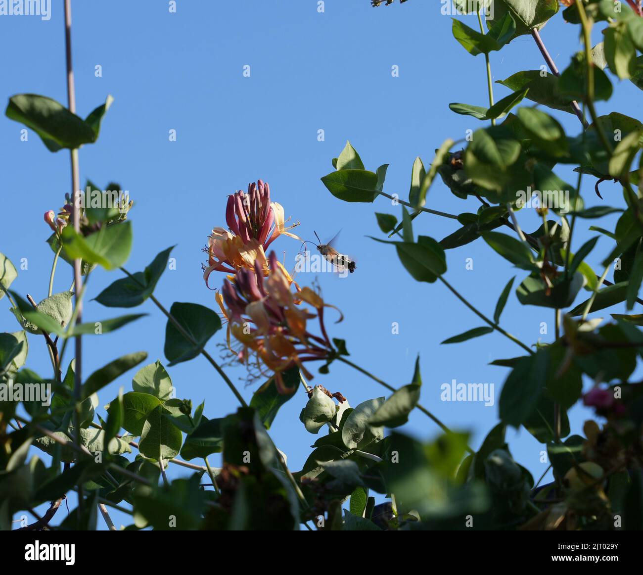 Hummingbird hawkmoth getting ready to drink nectar Stock Photo Alamy
