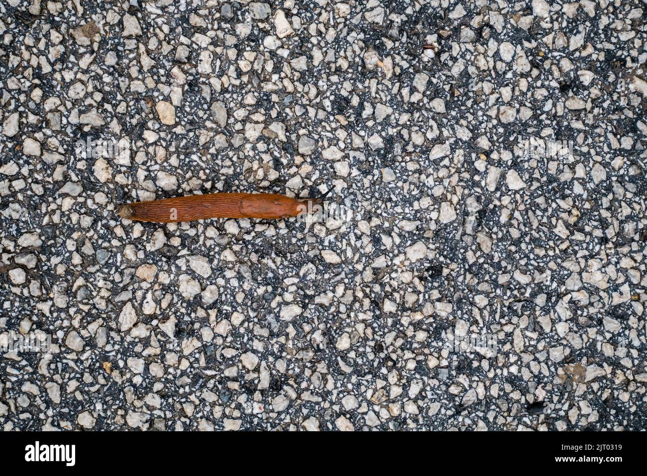 Spanish Slug (Arion lusitanicus - Arion vulgaris) or Portuguese slug as an invasive species and garden pest Stock Photo