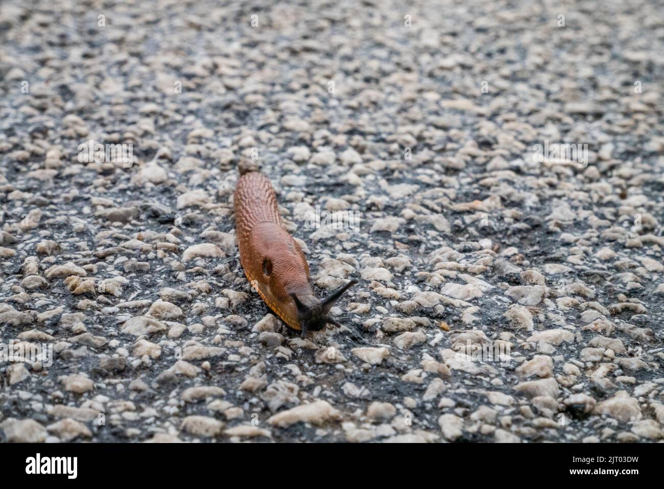 Spanish Slug (Arion lusitanicus - Arion vulgaris) or Portuguese slug as an invasive species and garden pest Stock Photo
