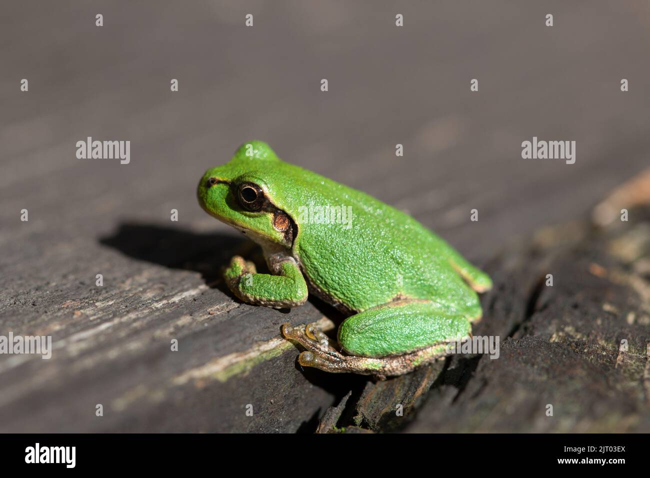 Green Japanese tree frog on wood Stock Photo