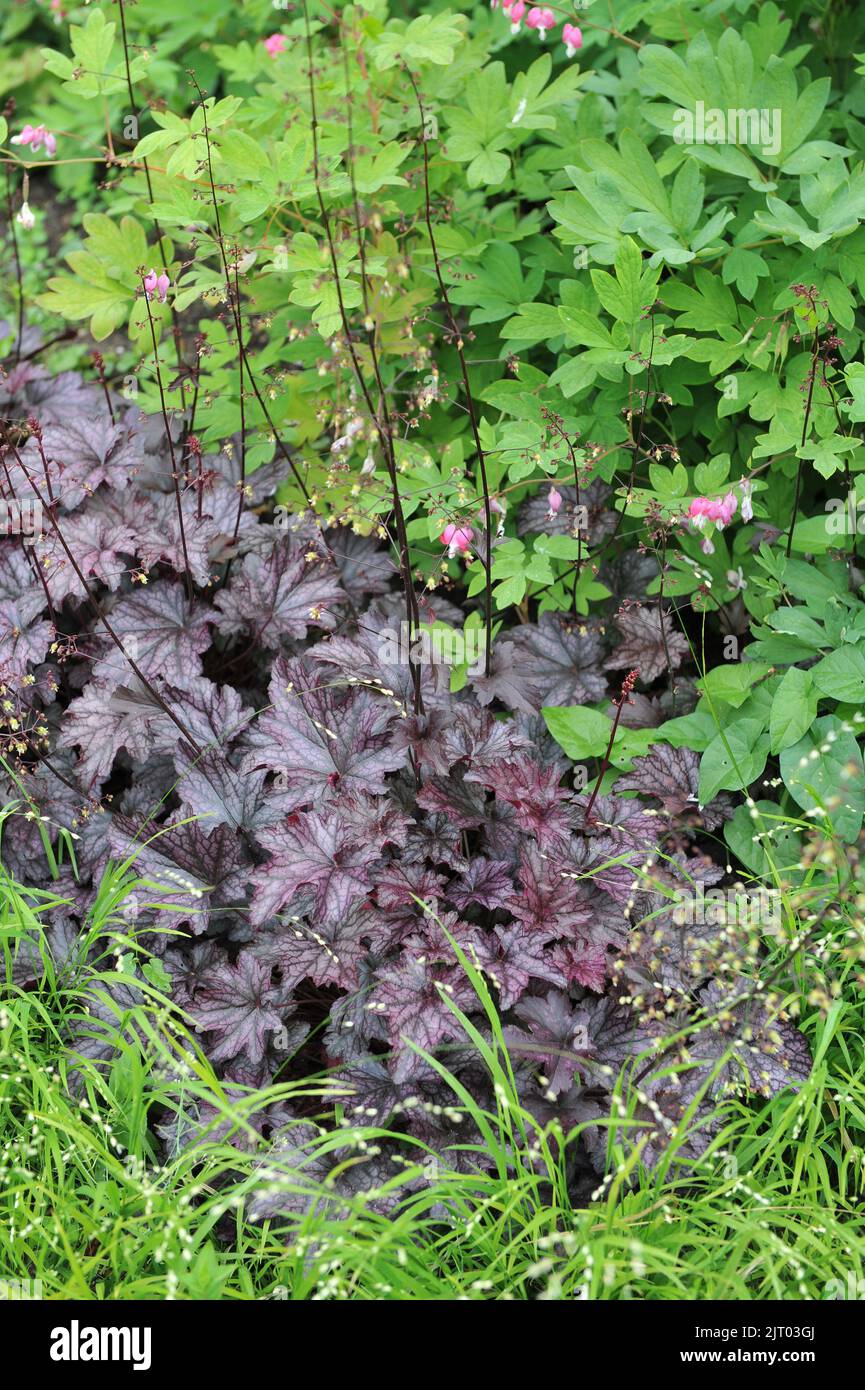 A flower border in a garden with purple-leaved Heuchera Blackberry Jem Stock Photo