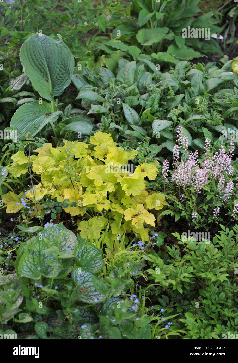A flower border in a garden with yellow-leaved Heuchera Miracle in May Stock Photo