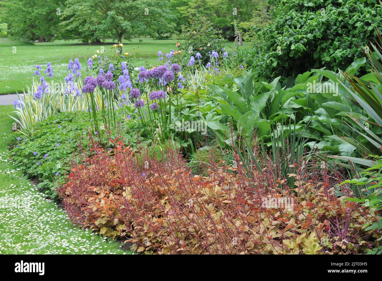 A flower border in a garden with an orange-leaved Heuchera, Iris pallida Variegata and Allium Purple Sensation in May Stock Photo