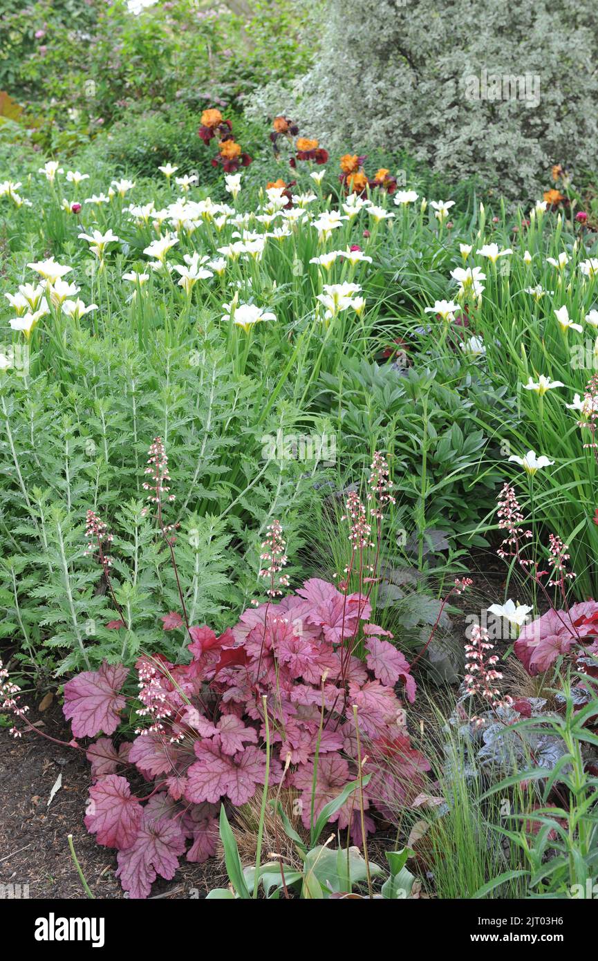 A flower border in a garden with dark purple and pink-leaved Heucheras, Russian sage (Perovskia) and Siberian flags (Iris sibirica) White Swirl in May Stock Photo