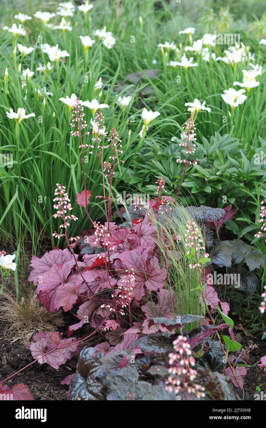 A flower border in a garden with dark purple and pink-leaved Heucheras and Siberian flags (Iris sibirica) White Swirl in May Stock Photo