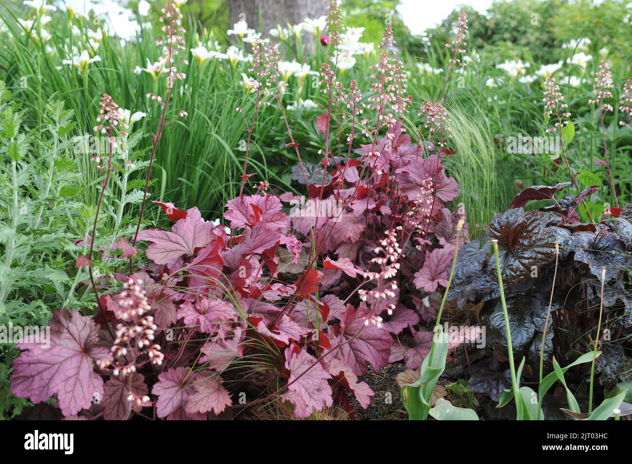 A flower border in a garden with dark purple and pinkleaved Heucheras and Siberian flags (Iris