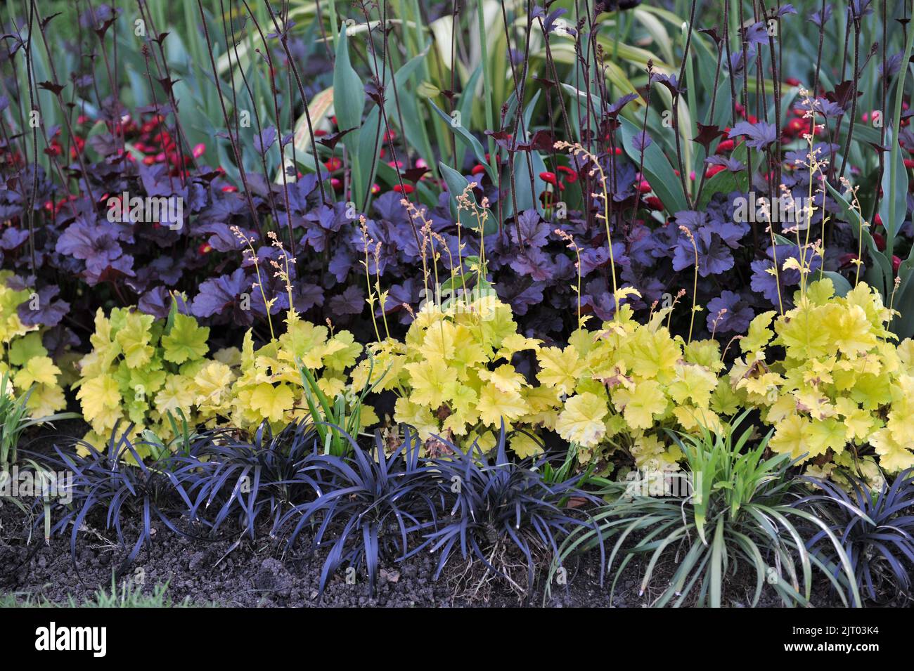 A flower border in a garden with yellow- and purple-leaved Heuchera and Ophiopogon planiscapus nigrescens in May Stock Photo