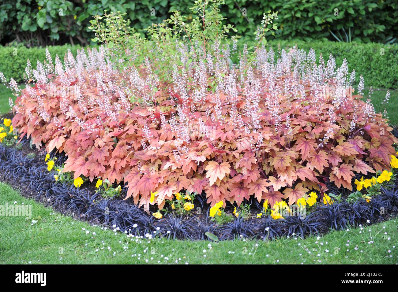 A flower bed in a garden with Heuchera and black Ophiopogon planiscapus Nigrescens in May Stock Photo