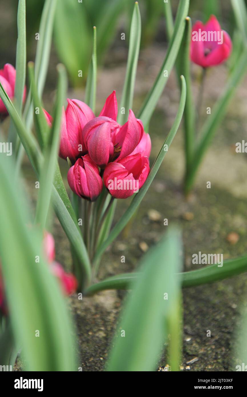 Purple Miscellaneous tulips (Tulipa humilis) Dream bloom in a garden in April Stock Photo