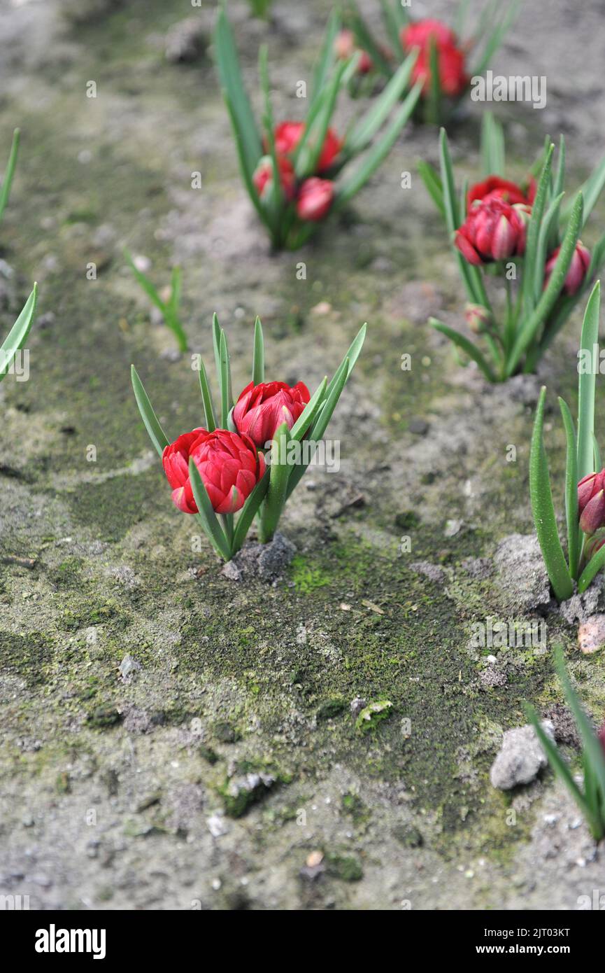 Red Miscellaneous tulips (Tulipa humilis) Heaven bloom in a garden in April Stock Photo