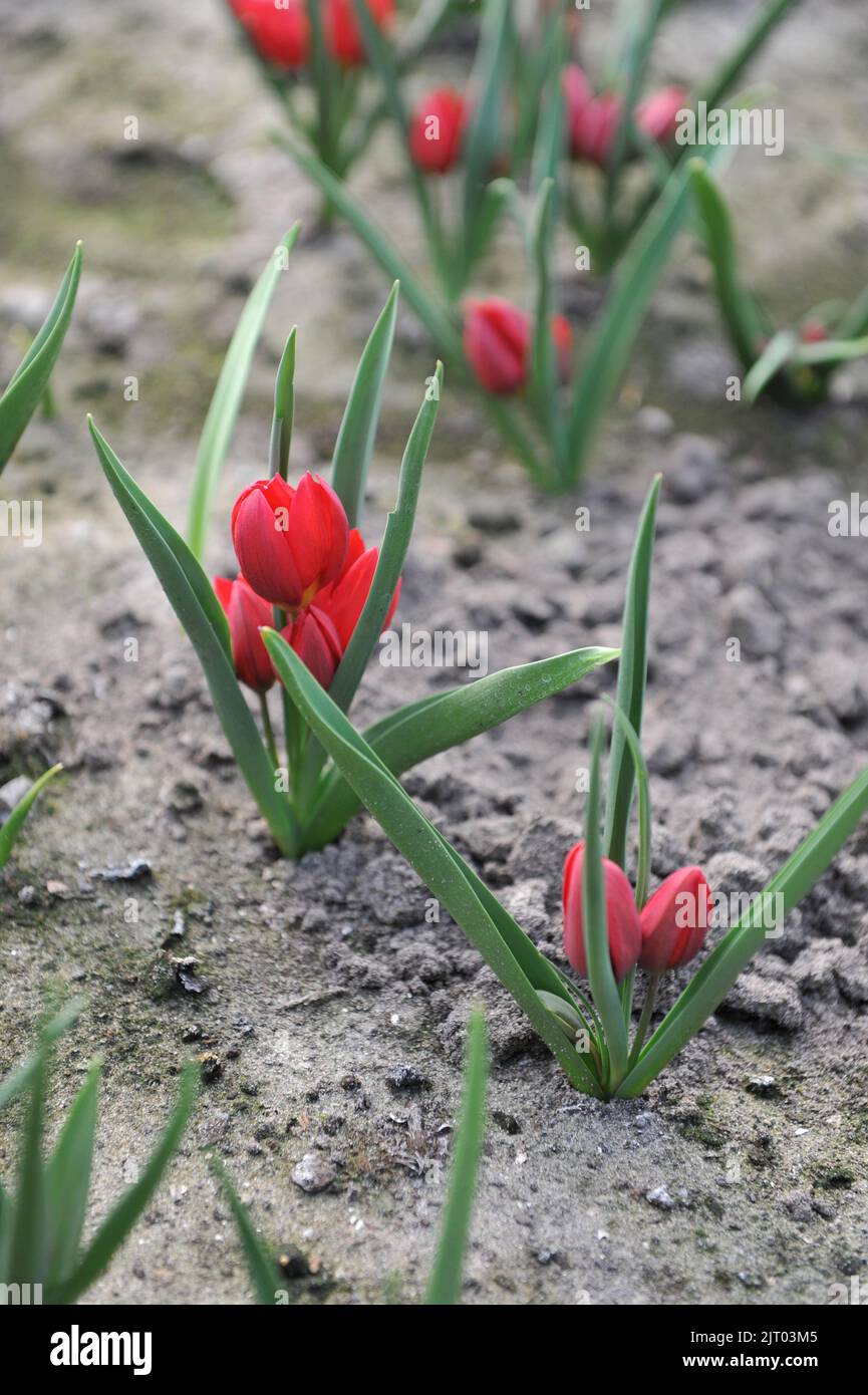 Red Miscellaneous tulips (Tulipa humilis) Heaven bloom in a garden in April Stock Photo