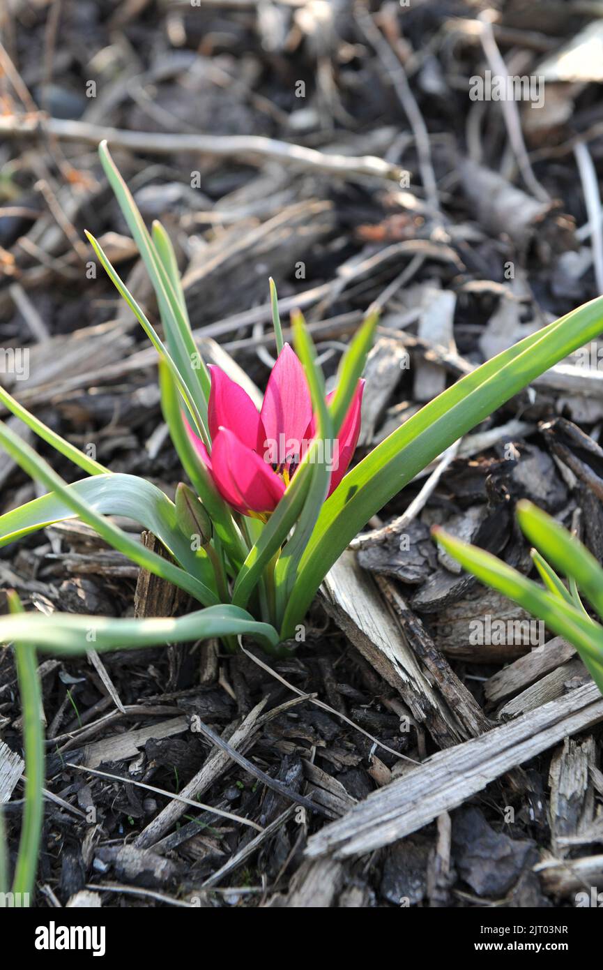 Purple Miscellaneous tulips (Tulipa humilis) Persian Pearl bloom in a garden in March Stock Photo