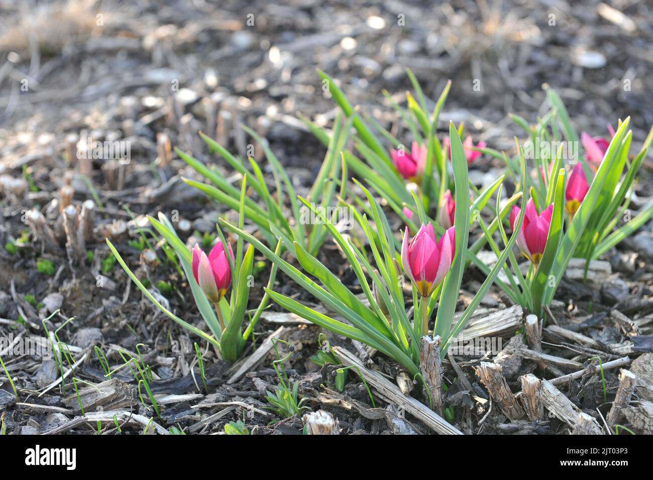 Purple Miscellaneous tulips (Tulipa humilis) Persian Pearl bloom in a garden in March Stock Photo