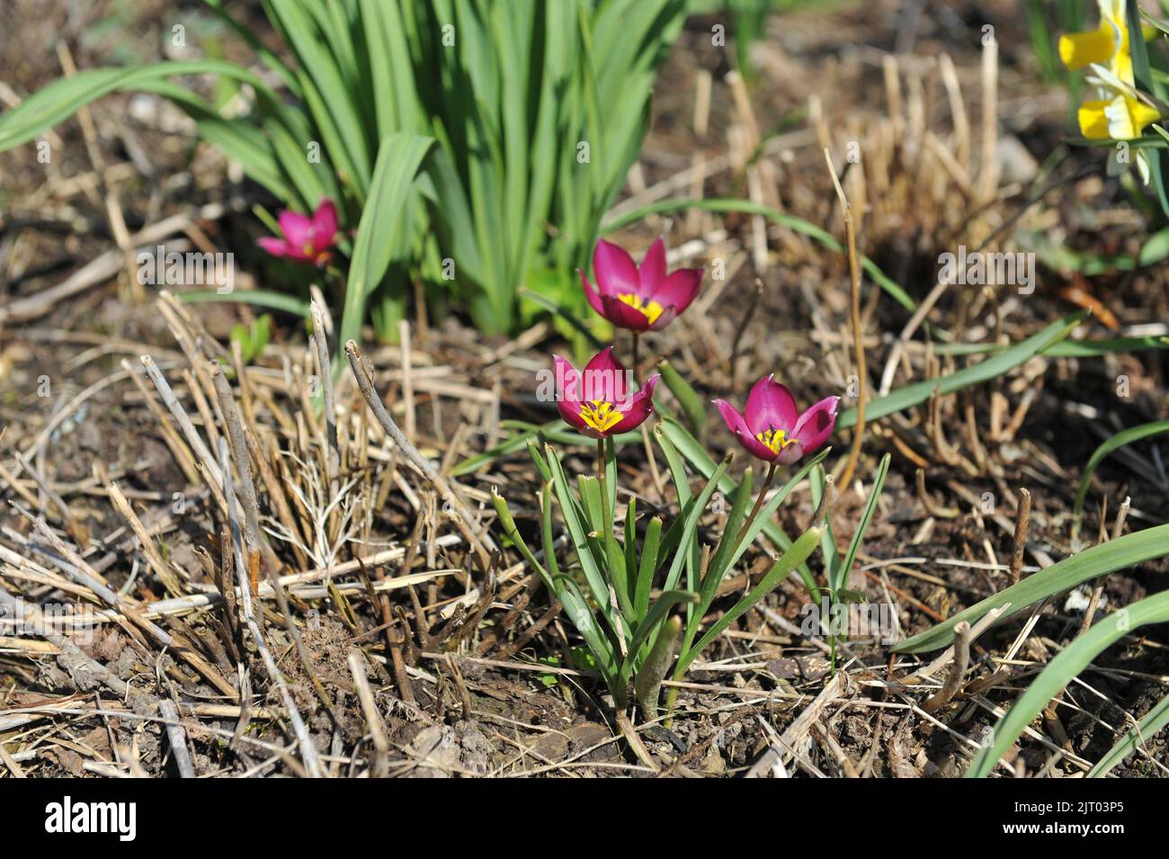 Purple Miscellaneous tulips (Tulipa humilis) Persian Pearl bloom in a garden in April Stock Photo